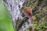 Olivaceous Woodcreeper