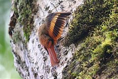 Olivaceous Woodcreeper