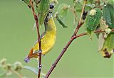 Olive-backed Euphonia