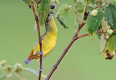 Olive-backed Euphonia