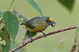 Olive-backed Euphonia