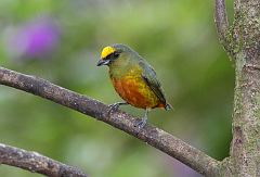 Olive-backed Euphonia