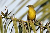 Olive-green Tanager