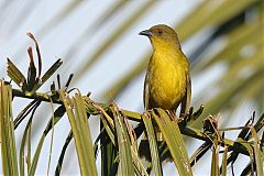 Olive-green Tanager