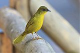 Olive-green Tanager