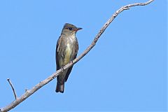 Olive-sided Flycatcher
