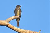 Olive-sided Flycatcher