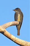 Olive-sided Flycatcher