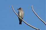 Olive-sided Flycatcher