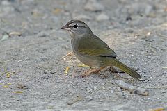 Olive Sparrow