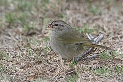 Olive Sparrow