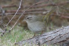 Olive Sparrow