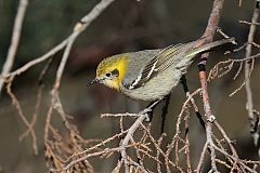 Olive Warbler