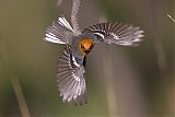 Olive Warbler