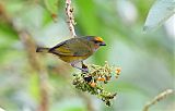 Orange-bellied Euphonia