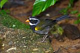 Orange-billed Sparrow