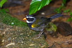 Orange-billed Sparrow