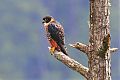 Orange-breasted Falcon Orange-breasted Falcon