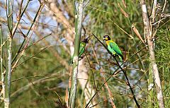 Orange-cheeked Parrot