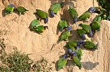 Orange-cheeked Parrotborder=