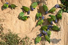 Orange-cheeked Parrot