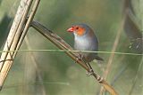Orange-cheeked Waxbillborder=