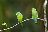 Orange-chinned Parakeet