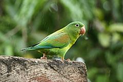 Orange-chinned Parakeet