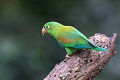 Orange-chinned Parakeet