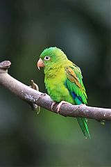 Orange-chinned Parakeet