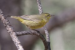 Orange-crowned Warbler