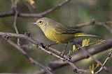 Orange-crowned Warbler