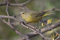 Orange-crowned Warbler