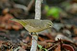 Orange-crowned Warbler