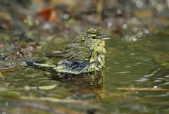 Orange-crowned Warbler