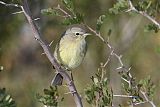 Orange-crowned Warbler