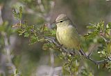 Orange-crowned Warbler