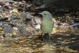 Orange-crowned Warbler