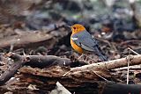 Orange-headed Thrushborder=
