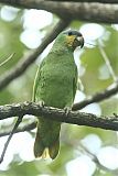 Orange-winged Amazonborder=