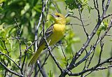 Orchard Orioleborder=