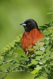 Orchard Oriole