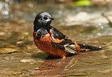 Orchard Orioleborder=