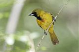 Orchard Oriole