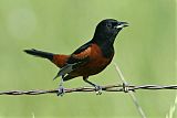 Orchard Orioleborder=