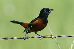 Orchard Oriole