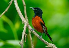 Orchard Oriole