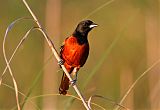 Orchard Orioleborder=