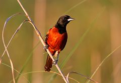 Orchard Oriole