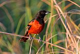 Orchard Oriole